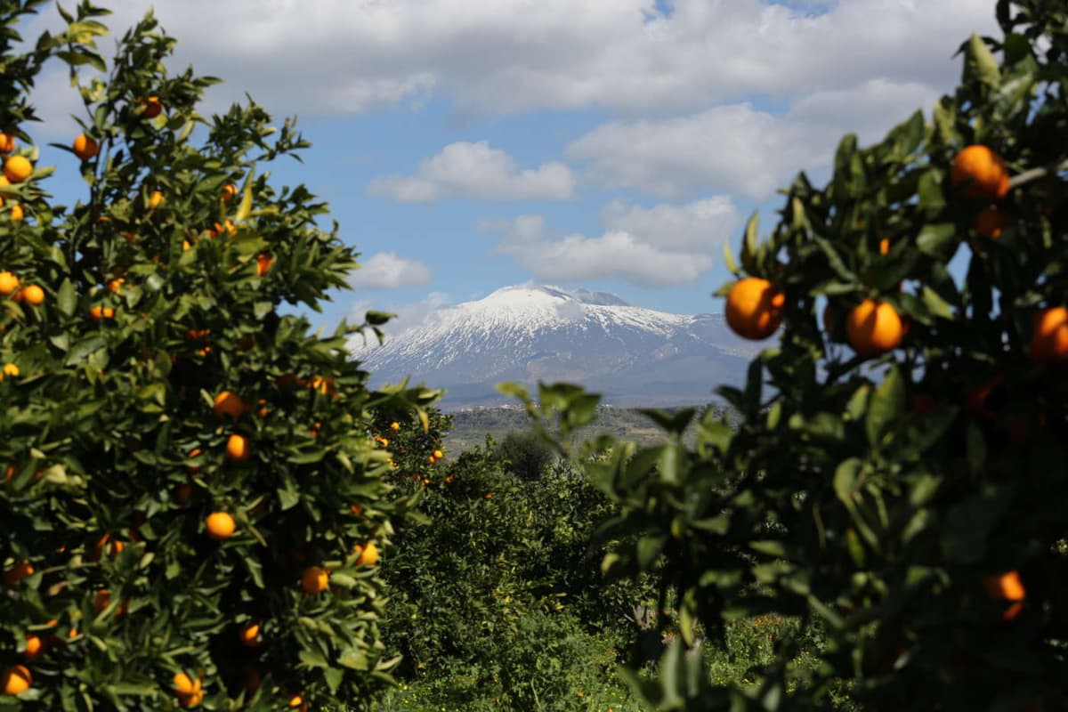 Vista panoramica dell'Etna con aranceti